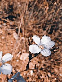 Close-up of white flowering plant