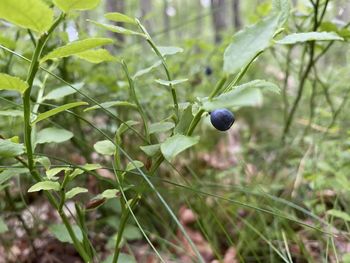 Close-up of fruit growing on tree