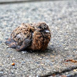 Close-up of a bird on the road