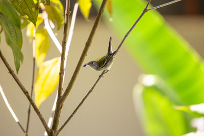 Close-up of bird perching on plant