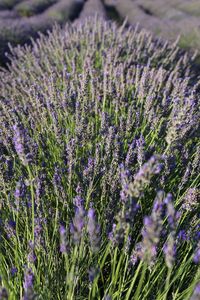 Close-up of lavender field