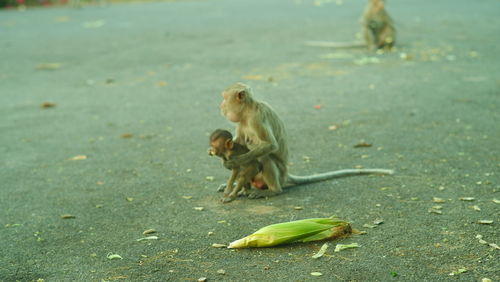 Monkey eating food