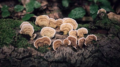 Close-up of mushrooms on wood