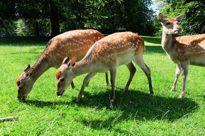 Deer grazing on grassy field