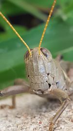 Close-up portrait of grasshopper
