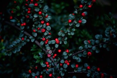 Decorative bush.  green leaves and red berries