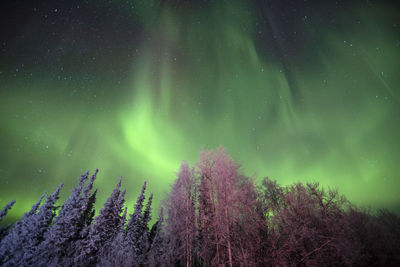 Low angle view of aurora polaris over trees at night