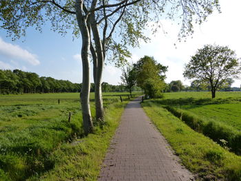 Dirt road amidst trees on field against sky