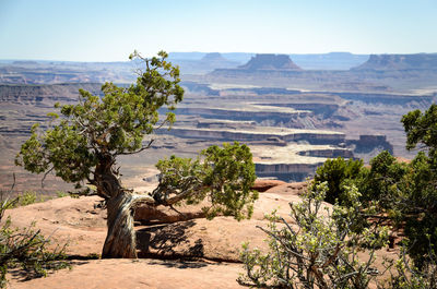 Plants growing in desert against sky