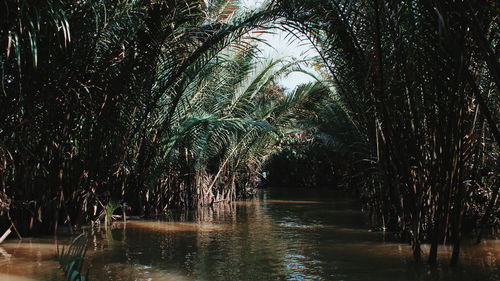 Trees by lake in forest