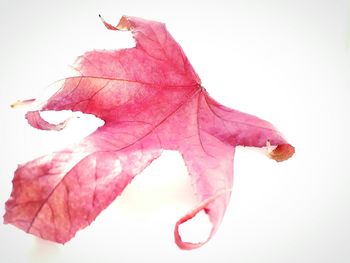 Close-up of autumn leaves against white background