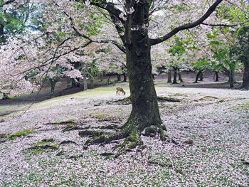 Trees in park