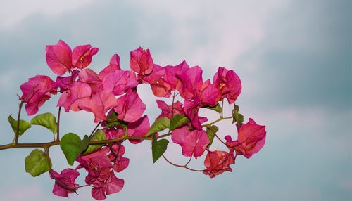 Close-up of pink bougainvillea plant