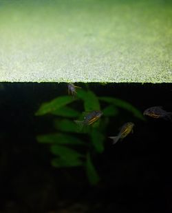 Close-up of plants at night