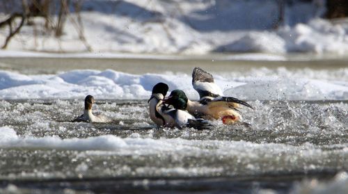 Ducks on frozen lake during winter