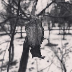 Close-up of dry leaf hanging on tree