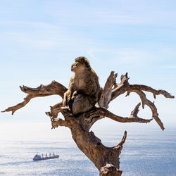 Monkey sitting on tree over sea