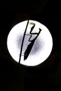 A praying mantis silhouette in front of a circular bright light
