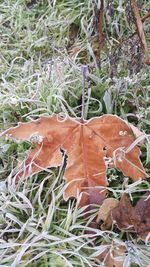 Close-up of fresh plants on field