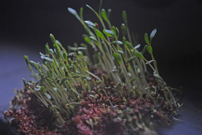 Close-up of seedlings growing outdoors