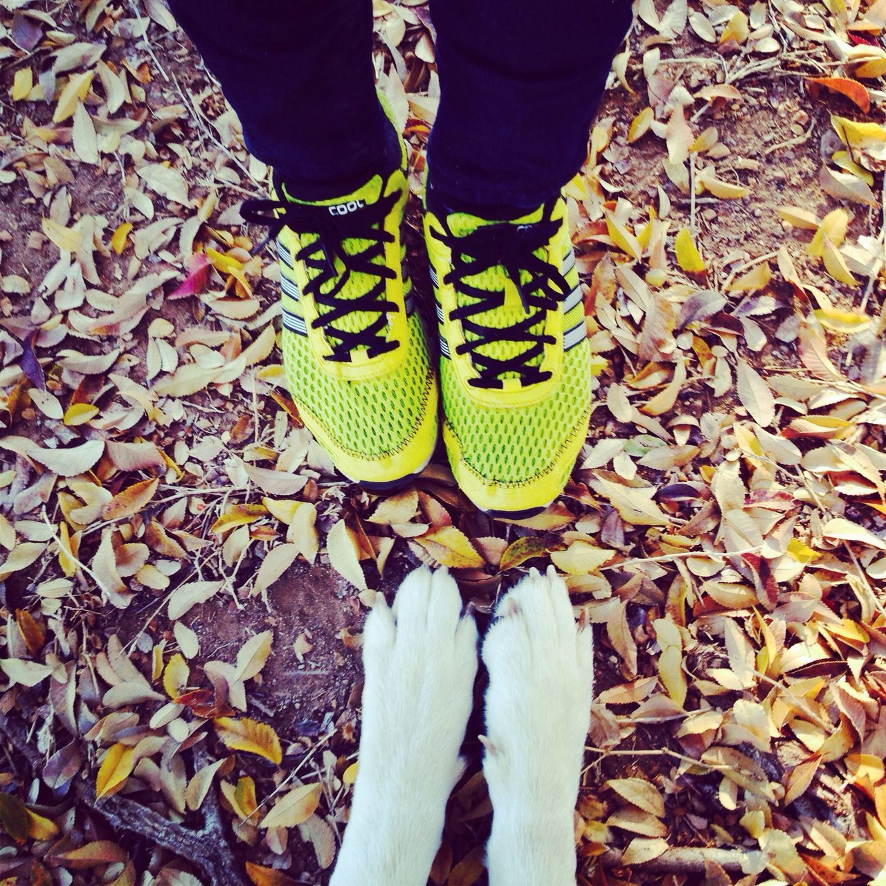 low section, person, shoe, standing, lifestyles, leaf, men, human foot, personal perspective, footwear, leisure activity, autumn, high angle view, leaves, jeans, unrecognizable person, casual clothing