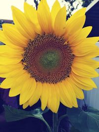 Close-up of sunflower blooming outdoors