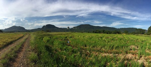 Scenic view of agricultural field against sky