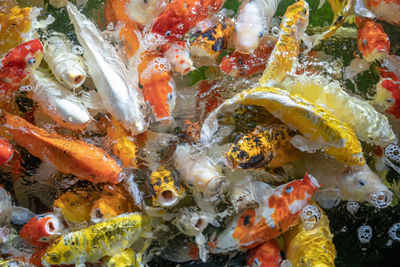 High angle view of koi carps swimming in sea