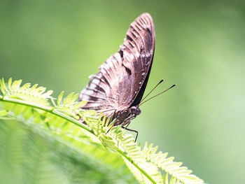 Close-up of butterfly on leaf