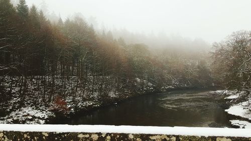 Trees in foggy weather