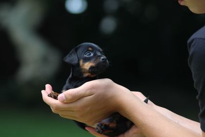 Close-up of hand holding puppy