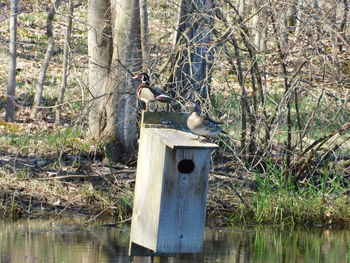Bird perching on wooden post in lake