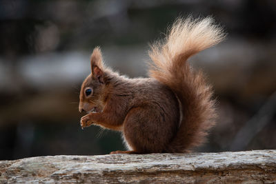 Profile photo of red squirrel eating a nut