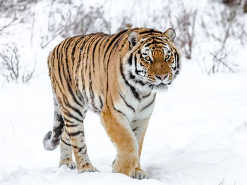 Portrait of a siberian tiger walking on snow