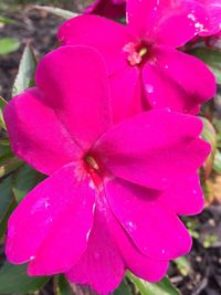 Close-up of pink flower