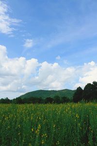 Scenic view of agricultural field against sky