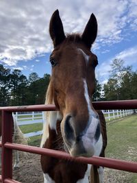 Horse in ranch