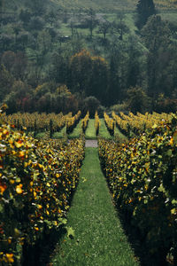 Plants growing on vineyard