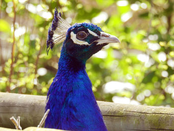 Close-up of peacock