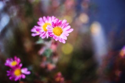 Close-up of pink cosmos flowers blooming outdoors