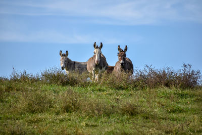 Horses in a field