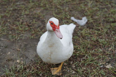 Close-up of duck on field