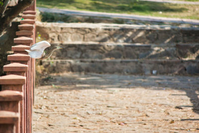 Seagull flying in a field