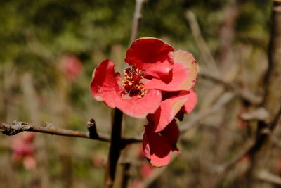 Close-up of red flowering plant