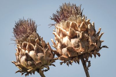 Low angle view of flowering plant against clear sky