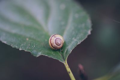 Close-up of snail on leaf