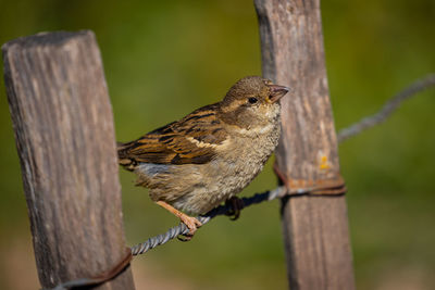 Close-up of bird perching on wooden post