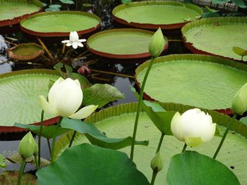 Low angle view of leaves hanging on tree