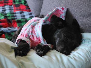 Dog relaxing on bed at home