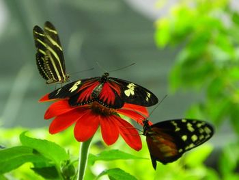 Close-up of butterfly pollinating flower